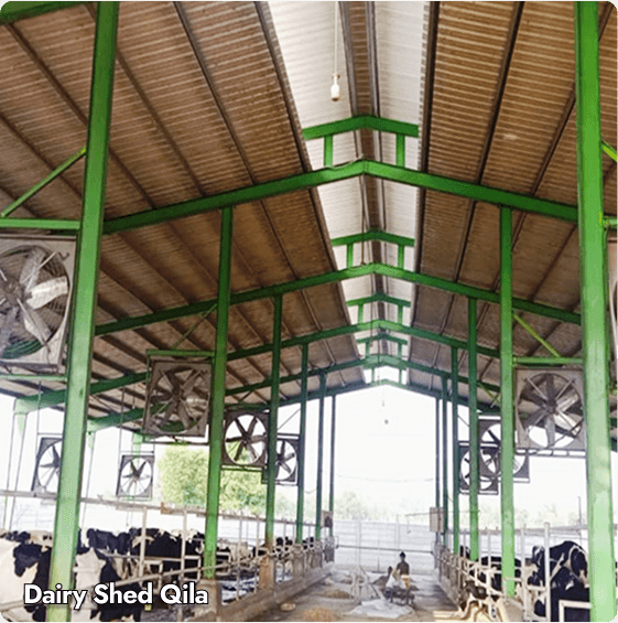 Dairy Shed Qila