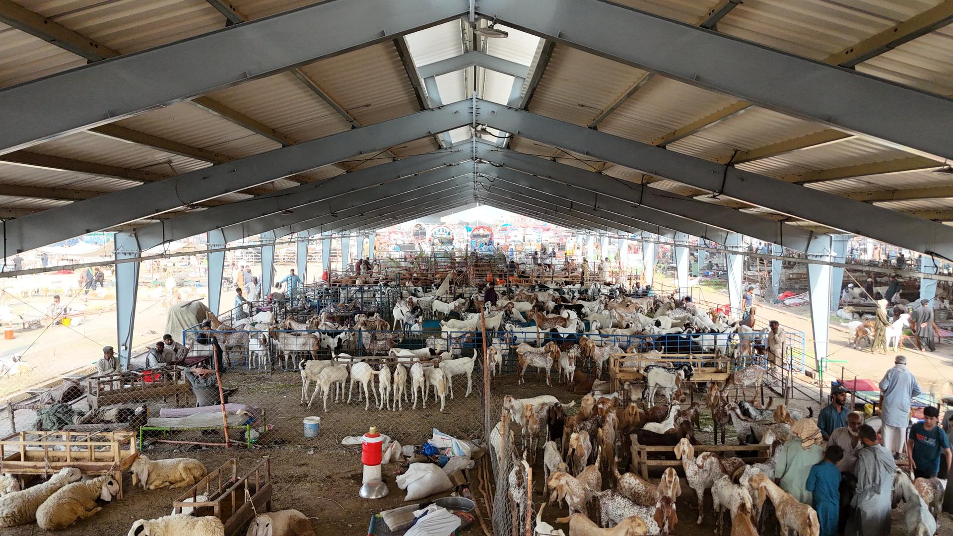 Shahpur Kanjra Dairy Shed thumbnail 1